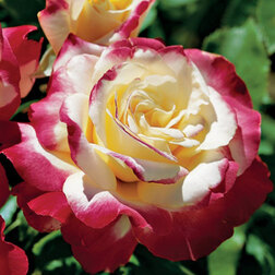 Роза чайно-гибридная Дабл Делайт роза мейян чайно гибридная принцесса шарлин де монако