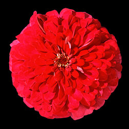 Цинния Мастер Черри Роуз (1уп-100 шт) профессиональные семена семена darit цинния супер йога роуз 0 5г