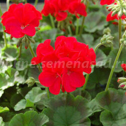 Пеларгония зональная Апаче Ред (1уп-100шт) профессиональные семена семена пеларгония найт роуз f1 4 шт