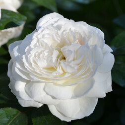 Роза парковая Винчестер Кэсидрал роза канадская парковая мартин фробишер