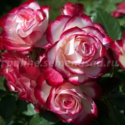 Роза Мейян флорибунда Жюбиле дю Принц де Монако роза мейян чайно гибридная принцесса шарлин де монако