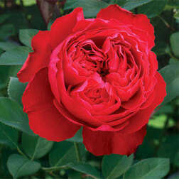 Роза Мейян чайно-гибридная Травиата роза мейян флорибунда ред леонардо да винчи