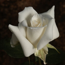 Роза чайно-гибридная Паскаль роза чайно гибридная сурир де хавр
