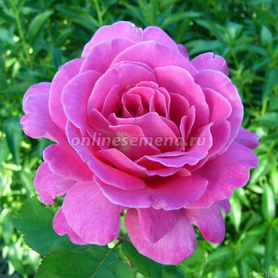 Роза чайно-гибридная Пинк Пис (С3,5)