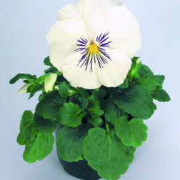 Виола крупноцветковая Кетс Вайт (1уп-100шт) профессиональные семена