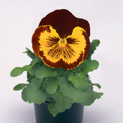 Виола крупноцветковая Кетс Ред энд Голд (1уп-100шт) профессиональные семена