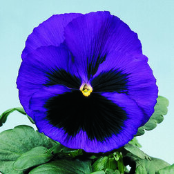 Виола крупноцветковая Селло Блю виз Блотч (1уп-100шт) профессиональные семена семена виола тайгер ай f1 5 шт