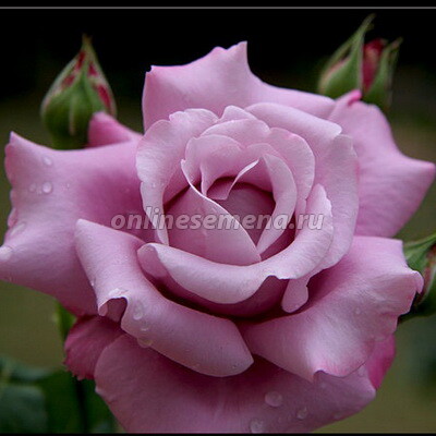 Роза чайно-гибридная Шарль де Голь