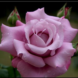 Роза чайно-гибридная Шарль де Голь роза чайно гибридная дип ватэ
