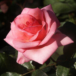 Роза чайно-гибридная Эйфель Тауэр роза чайно гибридная мадам энизетт