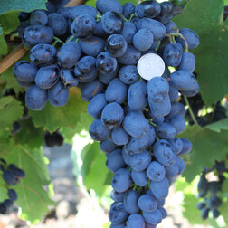 Виноград плодовый Аттика (бессемянный) виноград плодовый щелкунчик бессемянный
