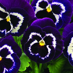 Виола крупноцветковая Маммот Вива ла виолет (1уп-100шт) профессиональные семена