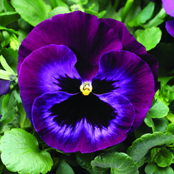 Виола крупноцветковая Колоссус Неон Виолет (1уп-100шт) профессиональные семена визитница неон