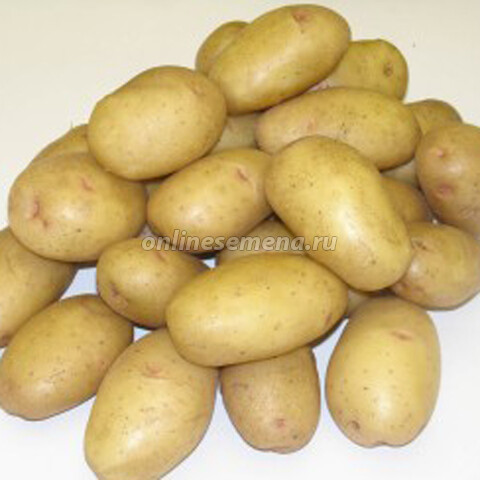 Картофель семенной Великан (элита) (3 кг)
