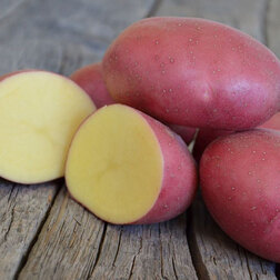 Картофель семенной Ред Скарлет (элита) картофель семенной вымпел с элита 3кг
