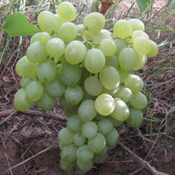 Виноград плодовый Белое Чудо виноград плодовый кишмиш 342 бессемянный