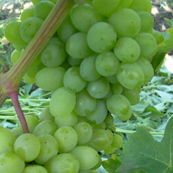 Виноград плодовый Гарольд виноград плодовый щелкунчик бессемянный