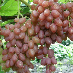 Виноград плодовый Кишмиш лучистый (бессемянный) виноград плодовый щелкунчик бессемянный
