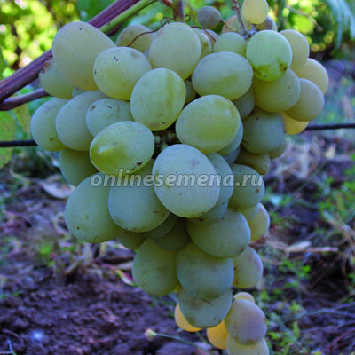 Виноград плодовый Талисман