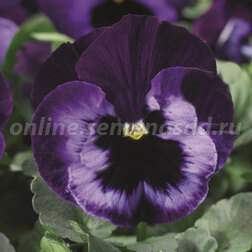 Виола крупноцветковая Дельта Неон Виолет (1уп-1000шт) профессиональные семена визитница неон