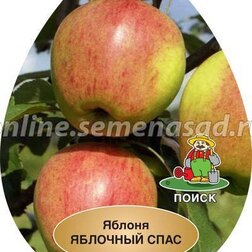 Яблоня Яблочный спас (подвой 54-118, полукарликовый) (в сетке) брифинг приставка п1 7 680х370х750 мм яблоня локарно