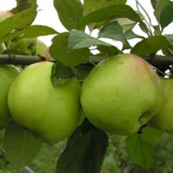 Яблоня карликовая Подснежник брифинг приставка п7 6 1200х600х750 мм яблоня локарно