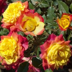Роза миниатюрная Триколор (С3,5л.)