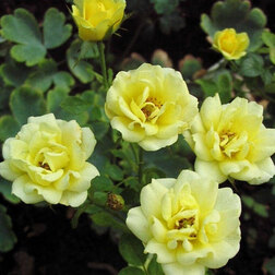 Роза почвопокровная Фэйри Йеллоу (С3,5л) роза почвопокровная хайдетраум