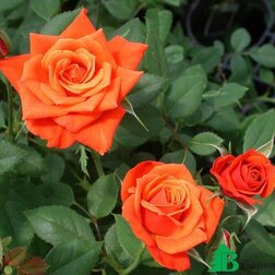 Роза почвопокровная Миниатюра Ориндж (С3,5л)