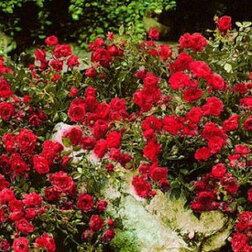 Роза почвопокровная Ред Фейри (С3,5л) роза почвопокровная хайдетраум