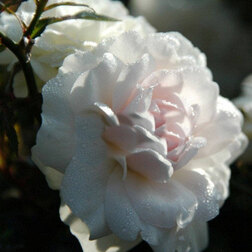Роза почвопокровная Сноуфилд (С3,5л) роза почвопокровная хайдетраум