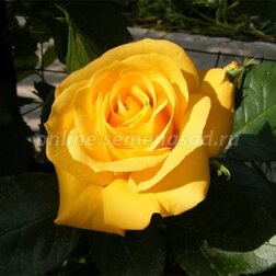 Роза флорибунда Артур Белл (С3,5л) артур луи и адель