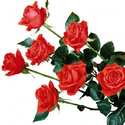 Роза флорибунда Холстайн (С3,5л)