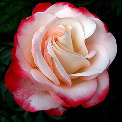 Роза чайно-гибридная Ностальжи (С3,5л)