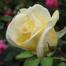 Роза канадская парковая Ж.П. Коннел (С3,5л) роза канадская плетистая джон кэбот