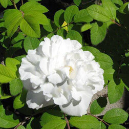 Роза канадская парковая Луиза Багнет (С3,5л) роза канадская плетистая джон кэбот