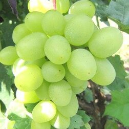 Виноград плодовый Супер-Экстра (С3л)