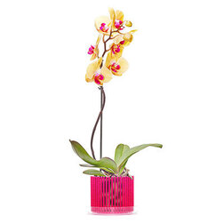 Горшок корона для орхидей (красный)