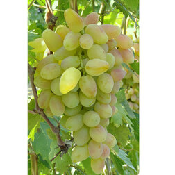 Виноград плодовый Юбилей Новочеркасска виноград плодовый кишмиш 342 бессемянный
