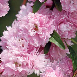 Сакура (Вишня декоративная) Розеа Плена
