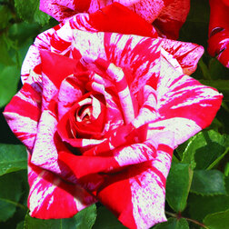 Роза чайно-гибридная Имэджин (С3,5л) (цветки красно-розовые со светлыми, бело-розов. полосами на леп