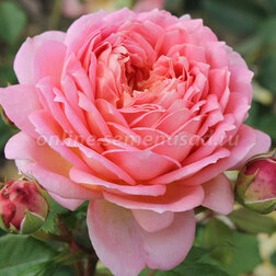 Роза парковая английская Джубили Селебрейшен роза канадская парковая мартин фробишер