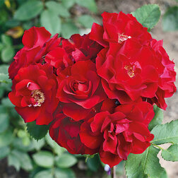 Роза канадская парковая Хоуп оф Хьюманити роза канадская парковая модэн файрглоу