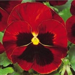 Виола крупноцветковая Матрикс Ред Блотч (1уп-100шт) профессиональные семена