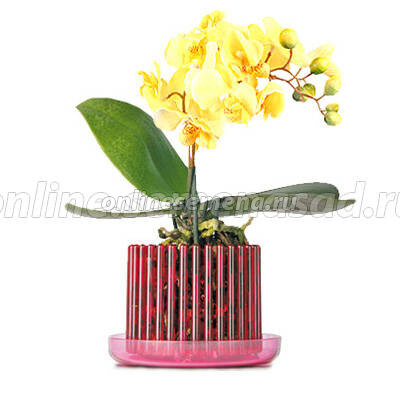 Горшок корона для орхидей (красный) mini