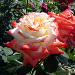 Роза чайно-гибридная Императрица Фара (С3.5л) евгения де монтихо последняя императрица франции