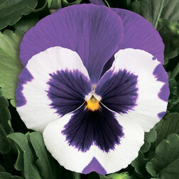 Виола крупноцветковая Дельта Виолет энд Вайт (1уп-100шт) профессиональные семена семена виола тайгер ай f1 5 шт