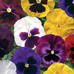 Виола крупноцветковая Дельта Микс (1уп-100шт) профессиональные семена