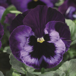 Виола крупноцветковая Дельта Неон Виолет (1уп-100шт) профессиональные семена семена ов виола соблазн влюбленный эльф f1 10 шт