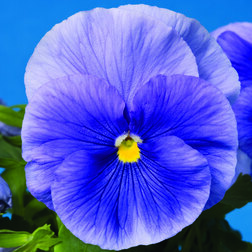 Виола крупноцветковая Дельта Пьюр Лайт Блю (1уп-100шт)  профессиональные семена